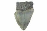 Partial, Fossil Megalodon Tooth - North Carolina #374075-1